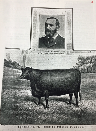 William Woodward Crane's Double Standard Polled-Durham, Lorena, No. 73