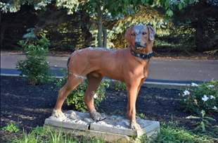 The dog, ca. 2018